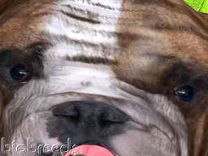 BB Bulldog Box FEMALE, EYES BLUE