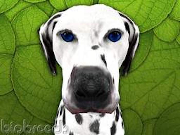 BB Dalmatian Box FEMALE, COAT BLUE, EYES BLUE MONDAY