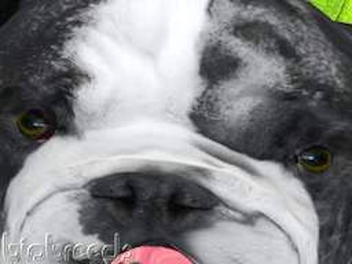 BB Bulldog Box