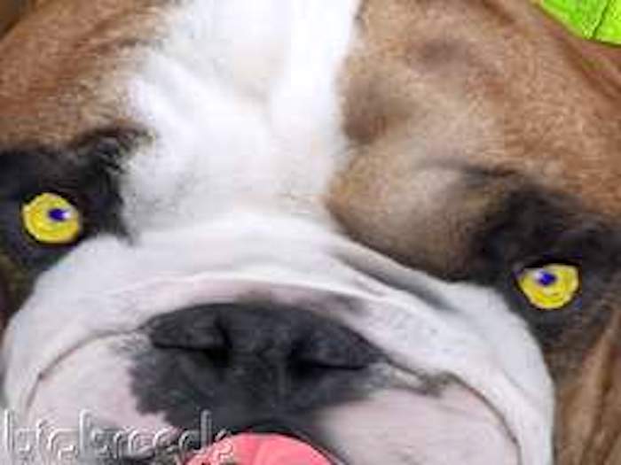 BB Bulldog Box FEMALE, COAT FAWN. EYES SPARK