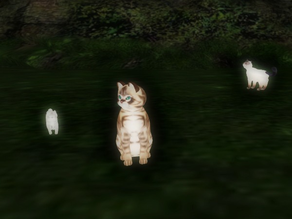 9 Traited Female KittyCatS