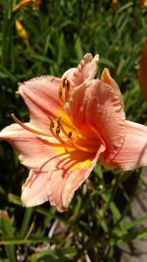 Pink Flower