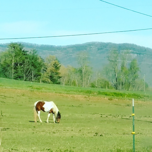 Horse in Field