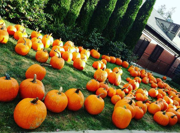 Pumpkins