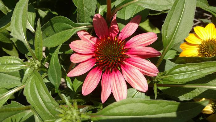 Red Pink Flower