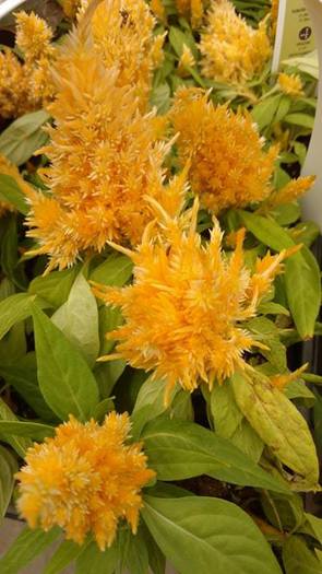 Yello Pokey Flower