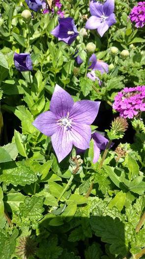 Purple Flower