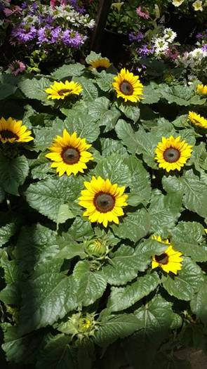 Sunflowers