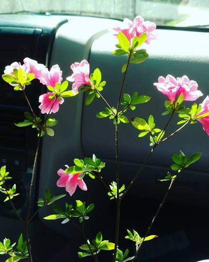 Pretty Pink Flowers