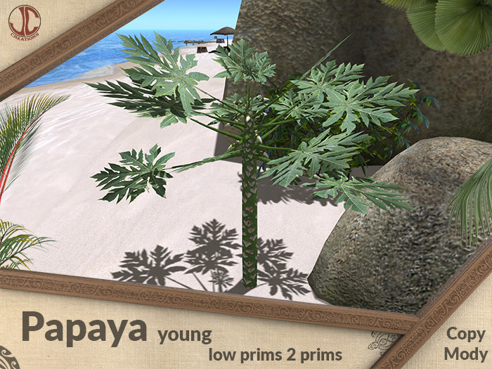 Papaya  plant