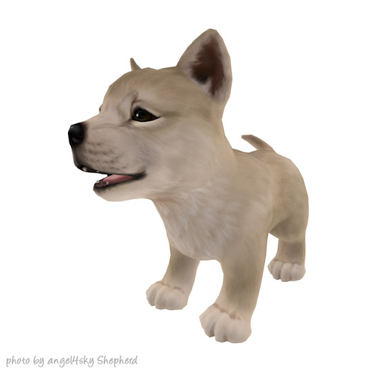 JIAN :: Silly Shibes - Companion White (BOX)