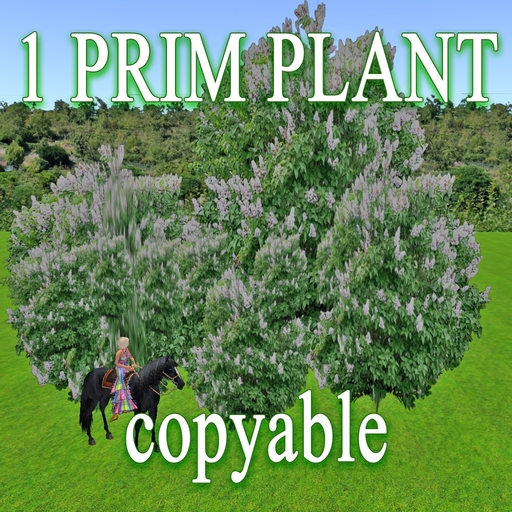 GuTi 1 prim XL Lilac weisser Flieder trees & bushes