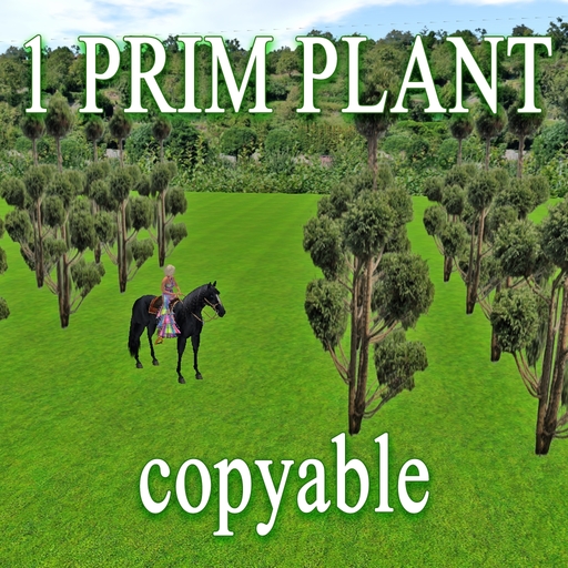 GuTi 1 prim XL Boulevard False Cypress alley