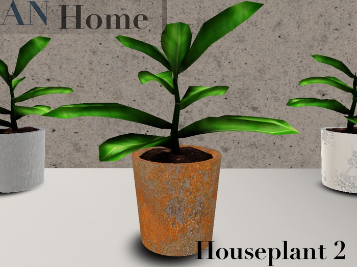 AN House Plant 2