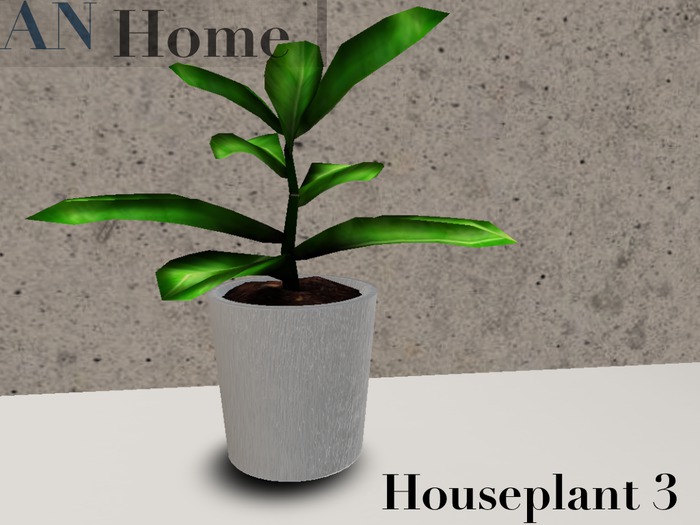 AN House Plant 3