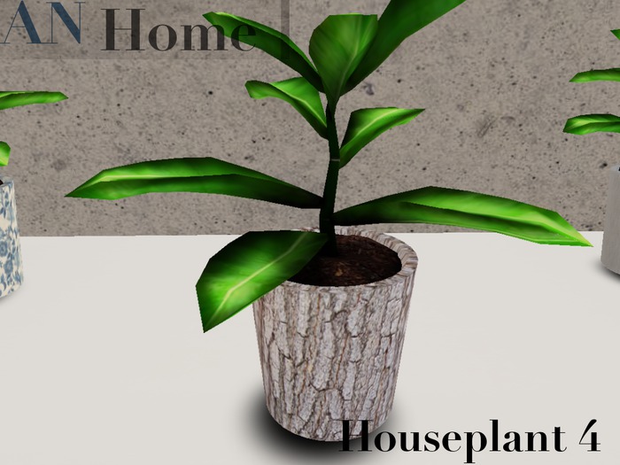 AN House Plant 4