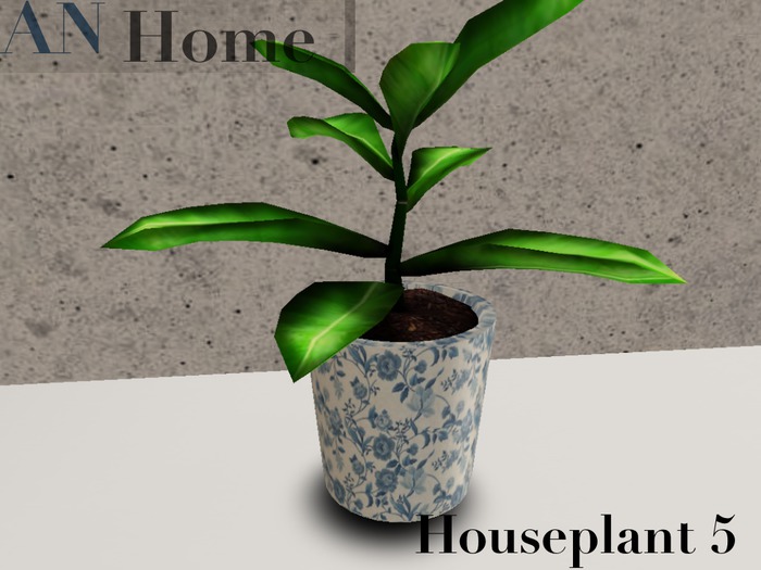 AN House Plant 5
