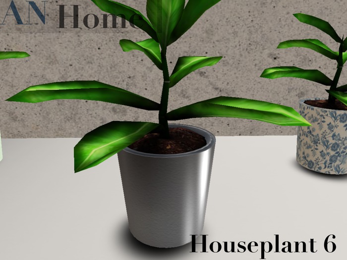 AN House Plant 6