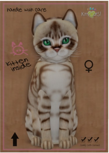 KittyCatS Box - Australian Mist - Dark Chocolate