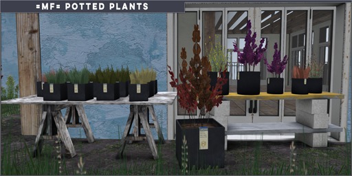=MF= Potted Plants [Boxed]