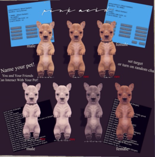 Pink Acid French Bulldog Pup Female Tan RARE
