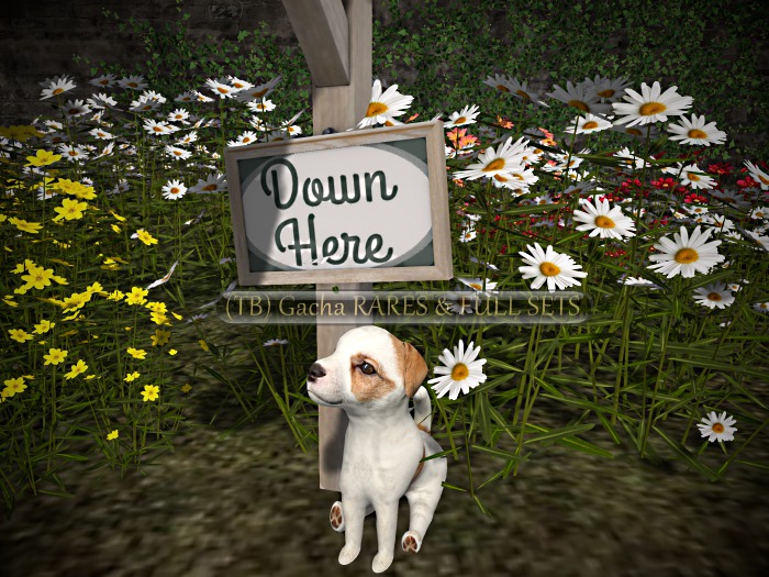 *TLC Puppies 7_Common