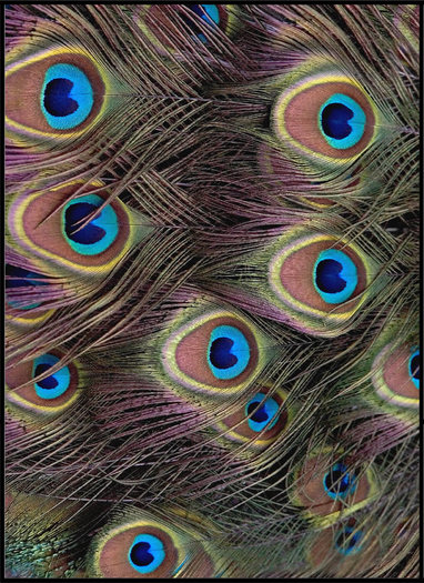 Peacock Rug 4