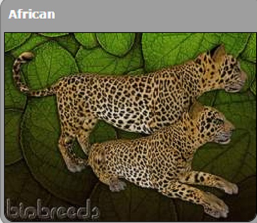 BB Leopard Box - African/Strip/Ocean