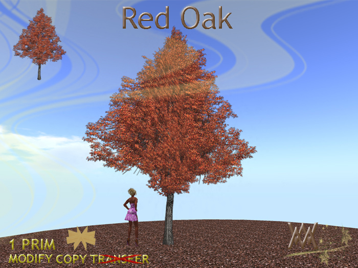 Tree, Red Oak by Wild Motley