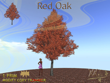 Tree, Red Oak by Wild Motley