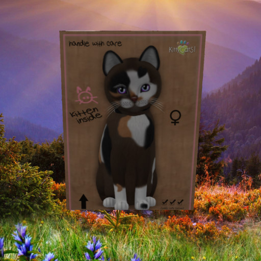 KittyCatS Box - New Born Kitten