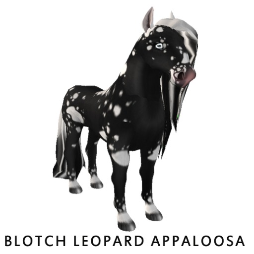 Blotch Leopard Appaloosa - Limited Edition