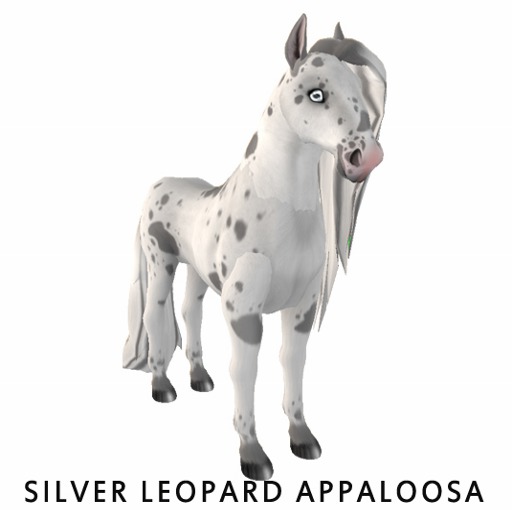 Silver Leopard Appaloosa - Limited Edition