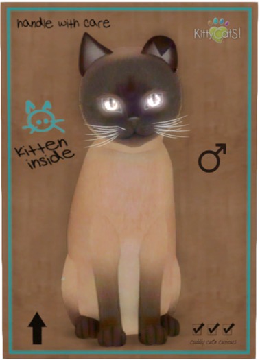 KittyCatS Box - Tonkinese - Champagne