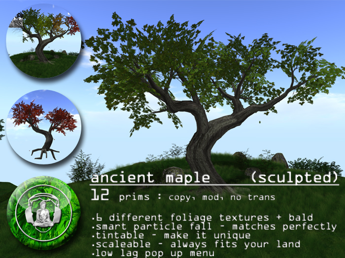 ancient maple