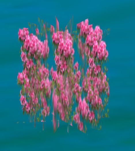 Tiny Prim Pink Roses Bush