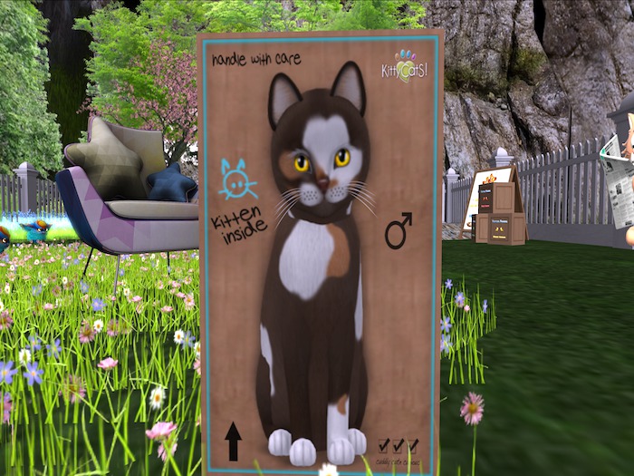 KittyCatS Box - New Born Kitten