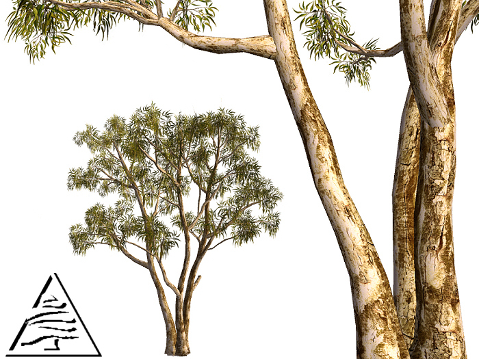 Eucalyptus (Australia)7 LI M/T