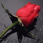 Special Rose