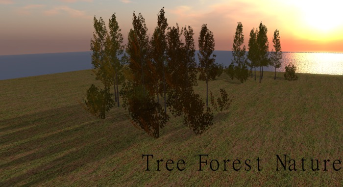 Tree forest nature - A