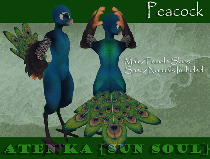 Aten'Ka - Birb Applier - Peacock