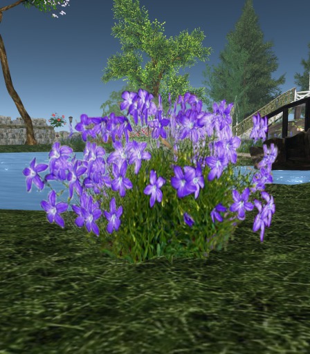 AussiePlant - Bluebell - Royal
