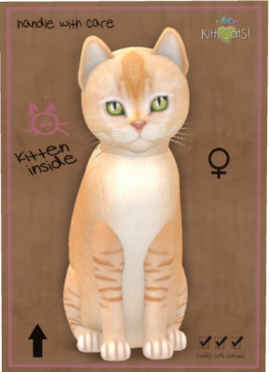 KittyCatS Box - Burmilla - Red Silver Shaded