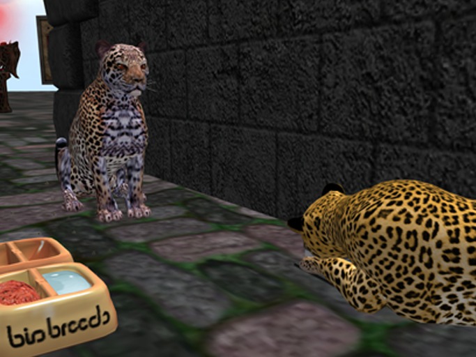 BB Leopard 3T(F)African