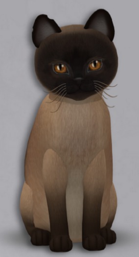 KittyCatS Box - 6T Tonk Champagne Male Genesis Earth