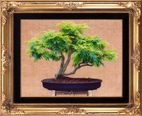acacia 3