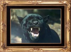 Black Cat