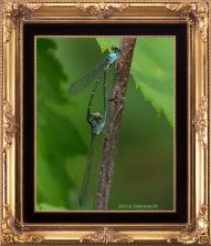 Dragonflys