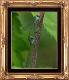 Dragonflys
