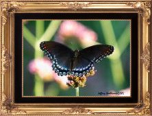 Blue butterflyfrd